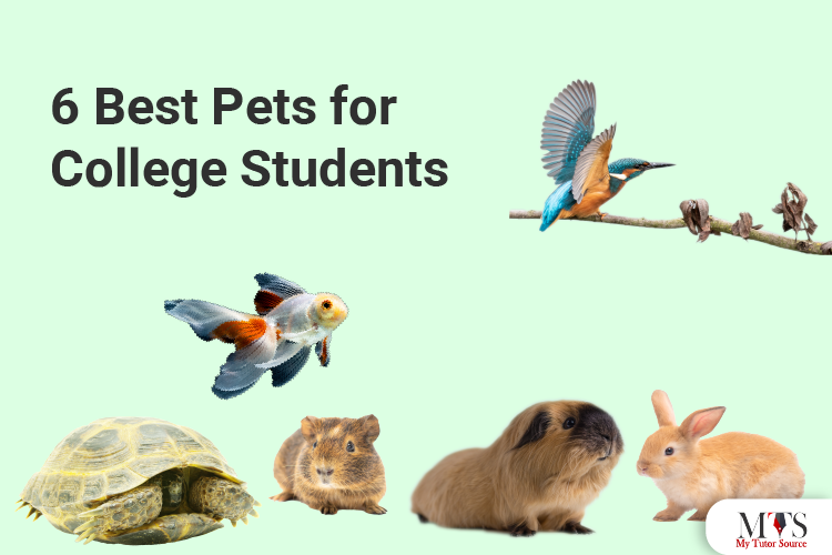 6 Best Pets for College Students
