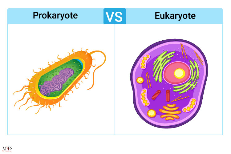 20 Surprising Differences Between Prokaryotes And Eukaryotes