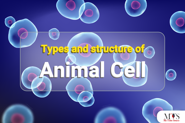 Types and Structure of Animal Cell