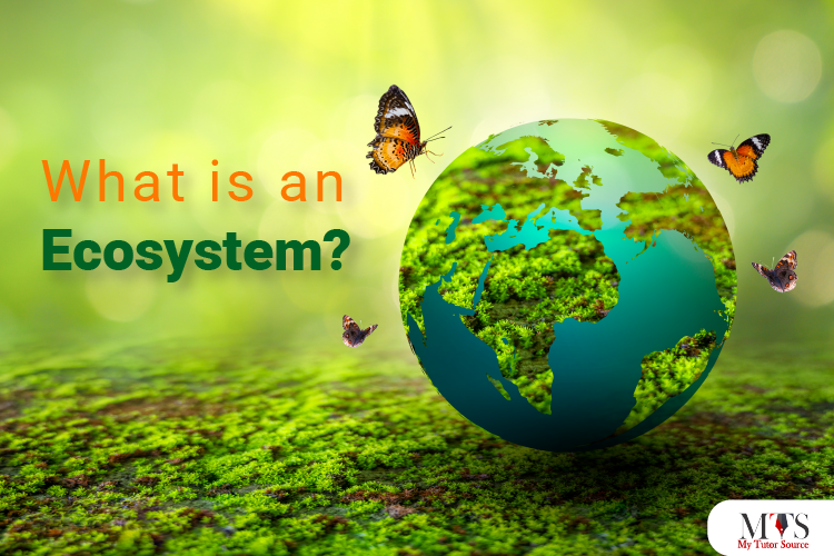 What Is An Ecosystem 