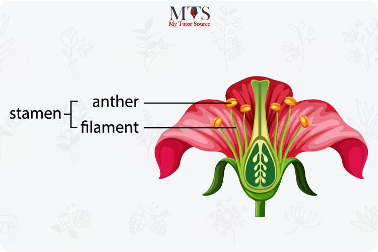 4 Main Parts of a Flower and Their Functions MTS Blog