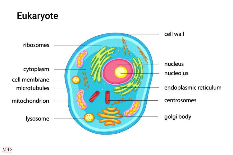 What-Is-A-Eukaryote