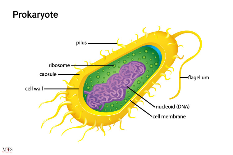 What-Is-A-Prokaryote