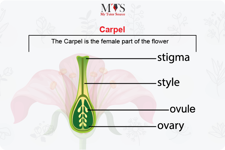 Function Of Carpel In Flower