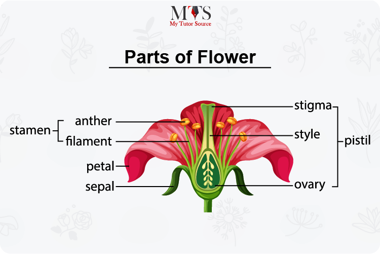 Parts Of Flower