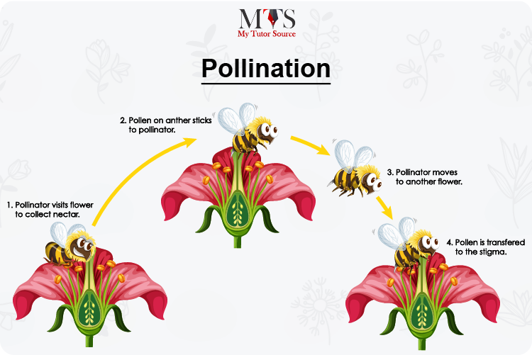 Pollination process
