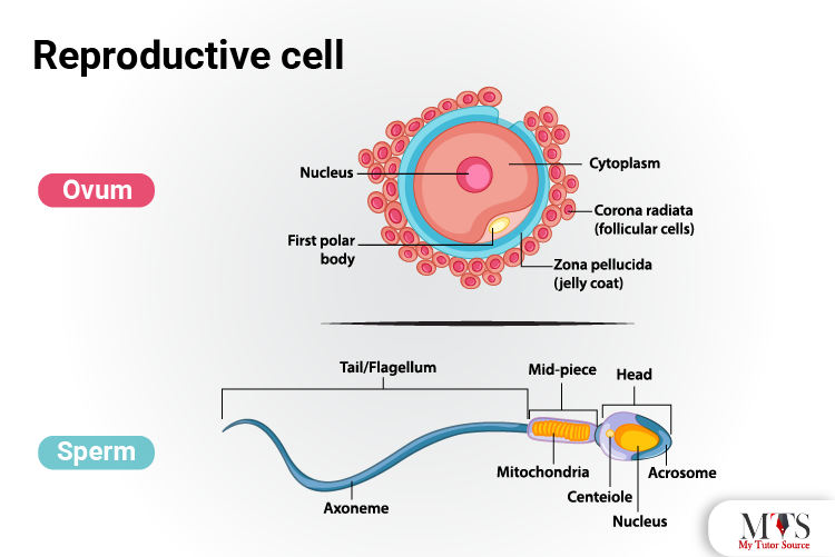 Reproductive cells
