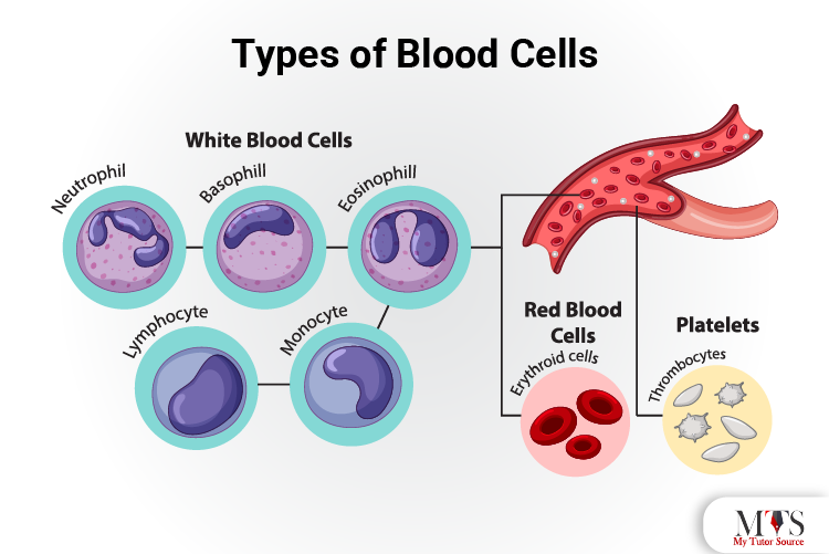 Types of blood cells