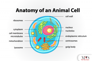 Types and Structure of Animal Cell