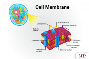 Types and Structure of Animal Cell