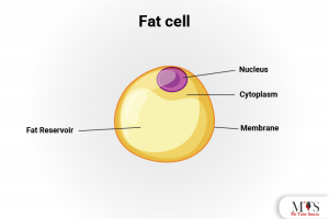 Types and Structure of Animal Cell