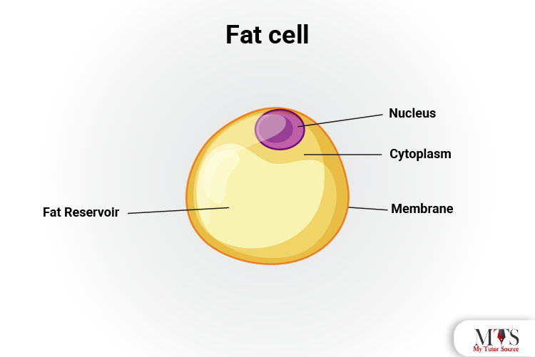 fat cell